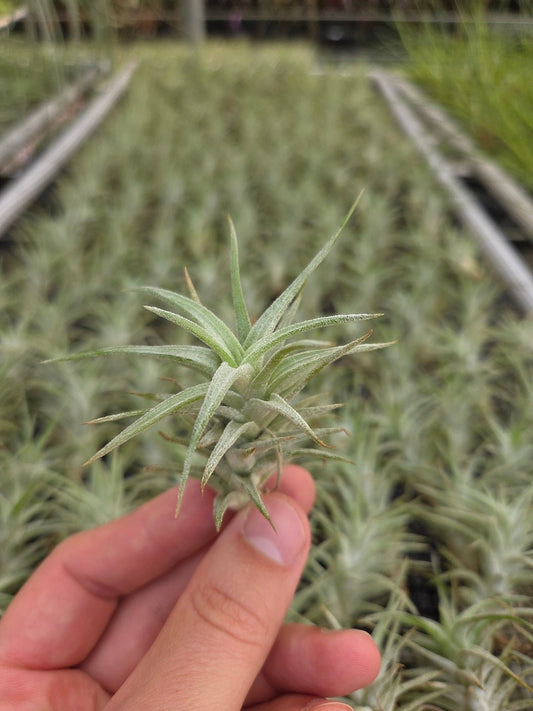 ionantha v. vanhyningii - Rainforest Flora