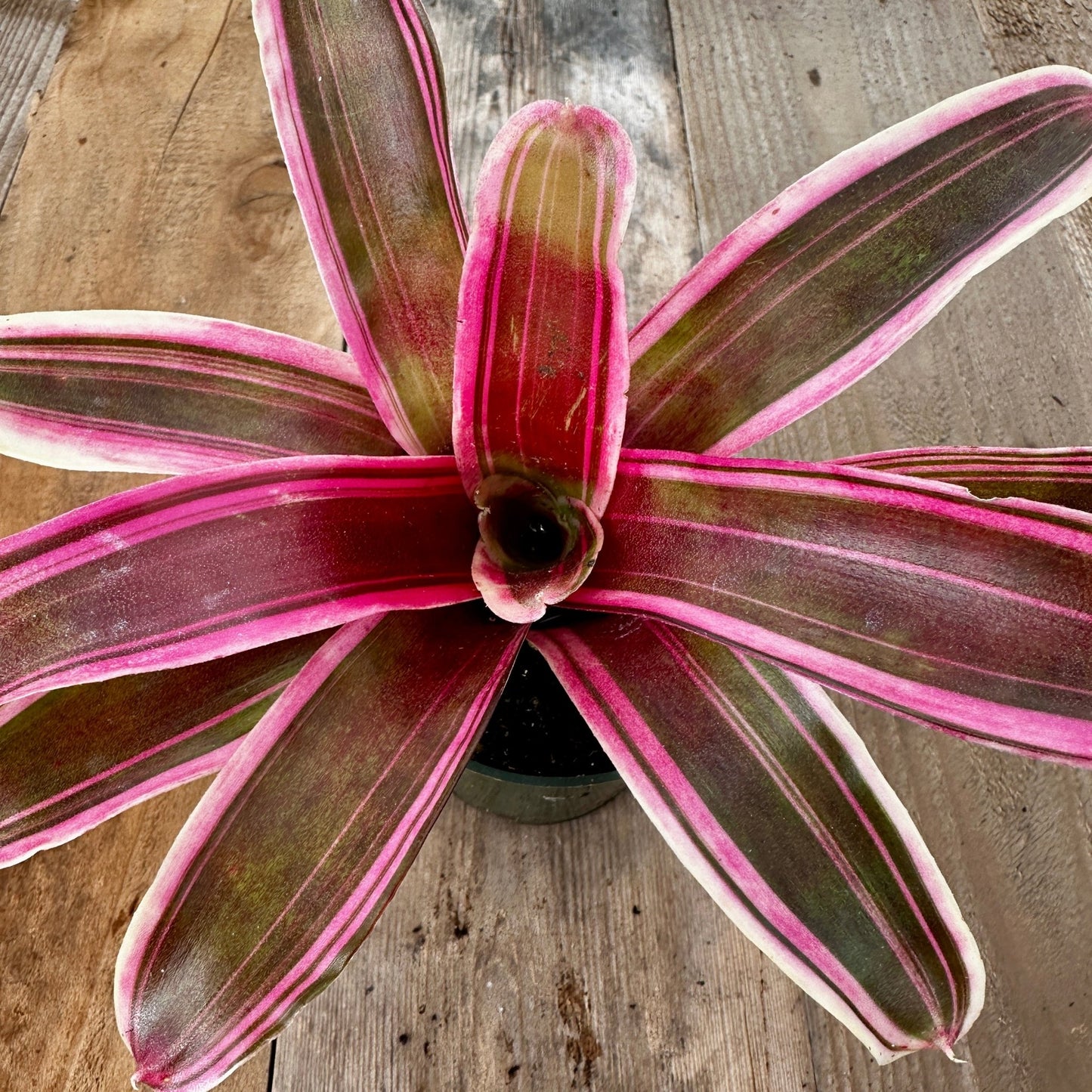 Mini Neoregelia 'Annick' (N. carolinae hybrid x N. 'Fireball') - Rainforest Flora