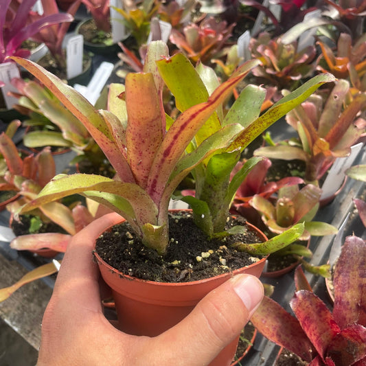 Mini Neoregelia 'Chiquita Linda' (N. lilliputiana x N. 'Fireball') - Rainforest Flora