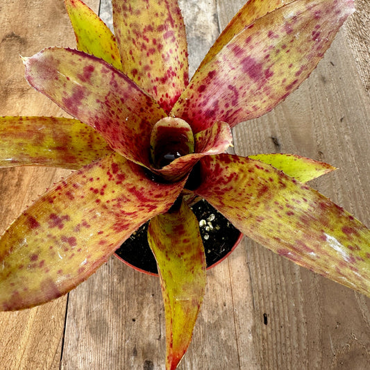 Mini Neoregelia 'Cooloola Fleck' (N. 'Little Dazzler' x N. 'Flirting with Fire') - Rainforest Flora