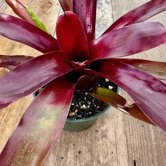 Mini Neoregelia 'Fireball' - Rainforest Flora