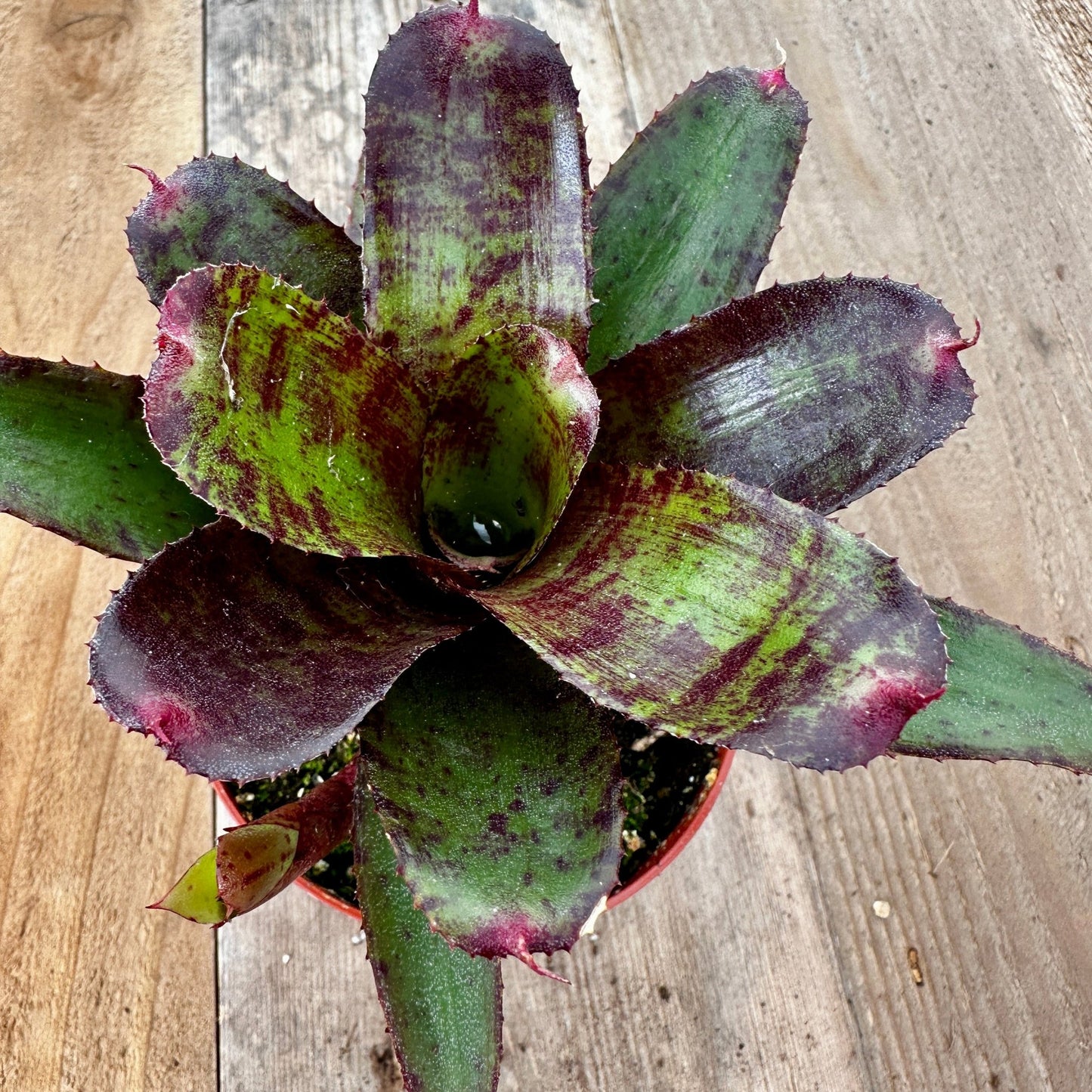 Mini Neoregelia 'Focus' (N. 'Fairy Plum' x N. 'Fairy Tale') - Rainforest Flora