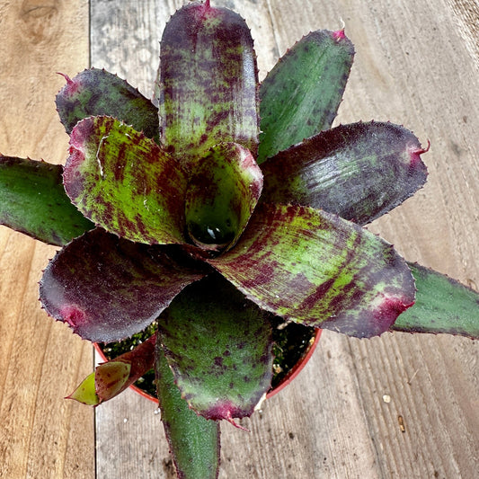 Mini Neoregelia 'Focus' (N. 'Fairy Plum' x N. 'Fairy Tale') - Rainforest Flora