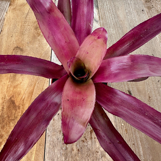 Mini Neoregelia 'Granada' (N. 'Fireball' x N. princeps) - Rainforest Flora