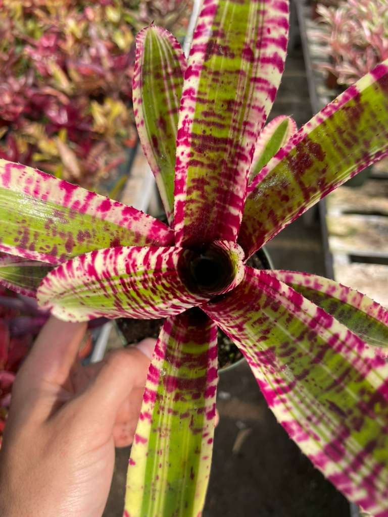Mini Neoregelia 'Harpo' - Rainforest Flora