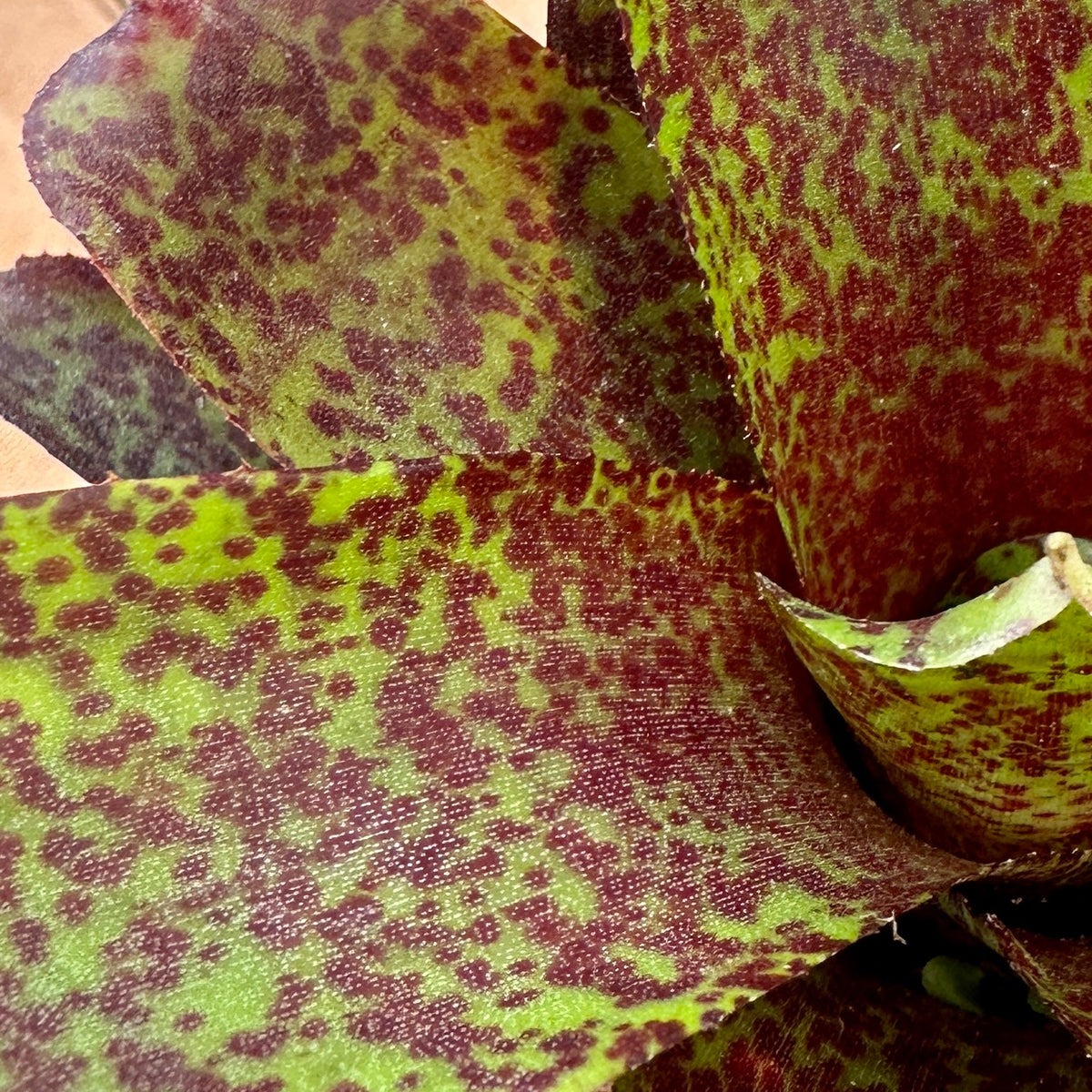 Mini Neoregelia ‘Mo Peppa Please’ (N. ‘Angel Face’ x N. ampullacea ‘Midget’) - Rainforest Flora