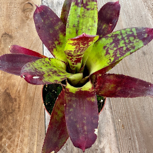 Mini Neoregelia 'Moon Tiger' (?N. punctatissima x N. 'Small World') - Rainforest Flora