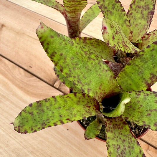 Mini Neoregelia ‘Red On Green’ (N. olens ‘Marie’ x N. spectabilis) - Rainforest Flora