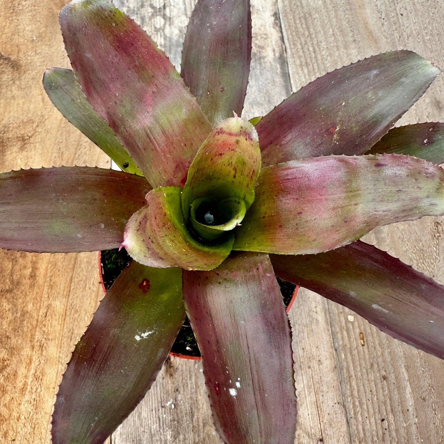 Mini Neoregelia 'Rosy Cheeks' (N. 'Flirtation' x N. 'Fire Wheel') - Rainforest Flora