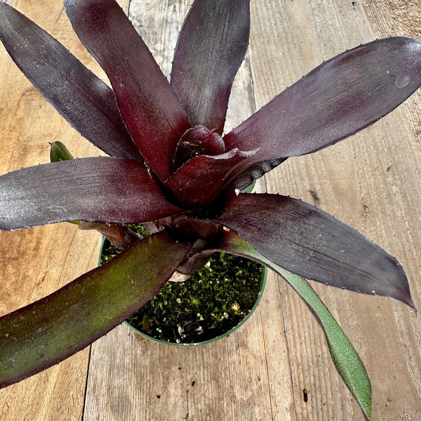 Mini Neoregelia 'Spooky' (N. lilliputiana x N. 'Midnight') - Rainforest Flora
