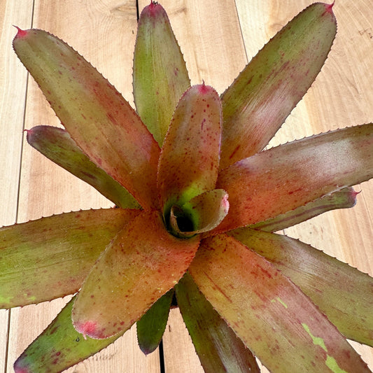 Mini Neoregelia ‘Strawberry Roan’ x Neoregelia ‘696’ - Rainforest Flora