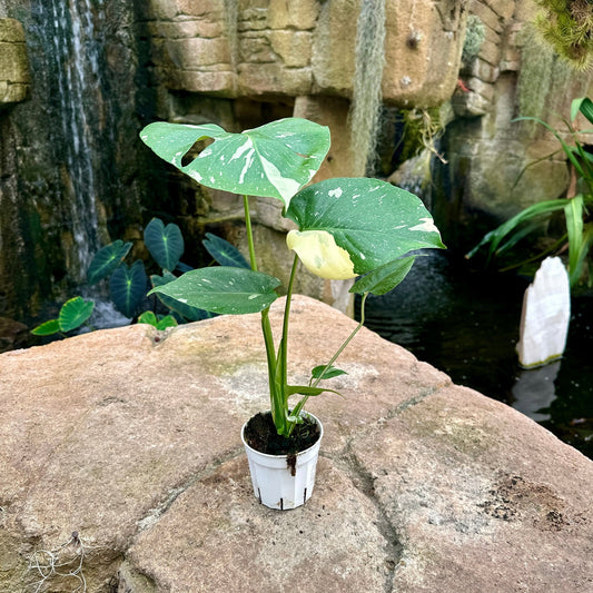 Monstera deliciosa ‘Thai Constellation’ - Rainforest Flora