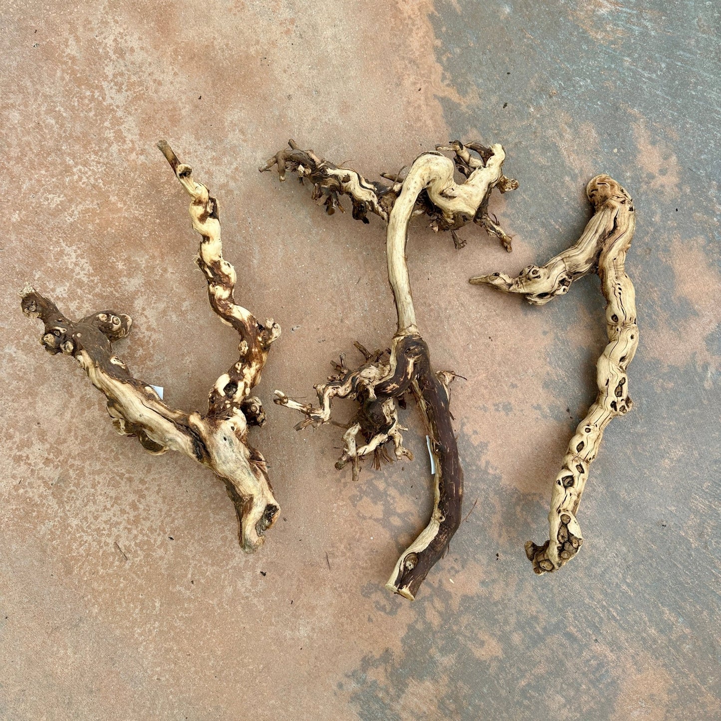 Natural California Grapewood - Multiple Sizes - Rainforest Flora