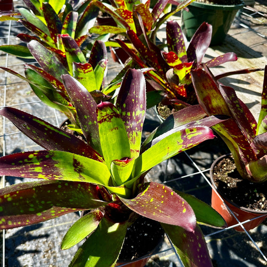 Neoregelia 'Calypso' - Rainforest Flora