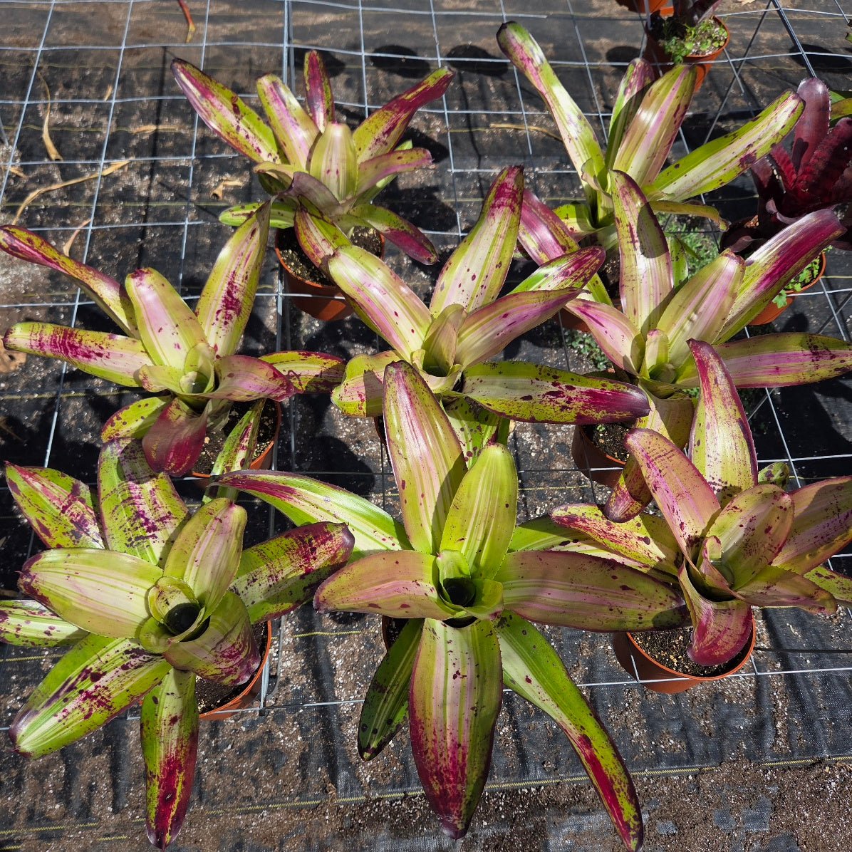 Neoregelia concentrica - Rainforest Flora