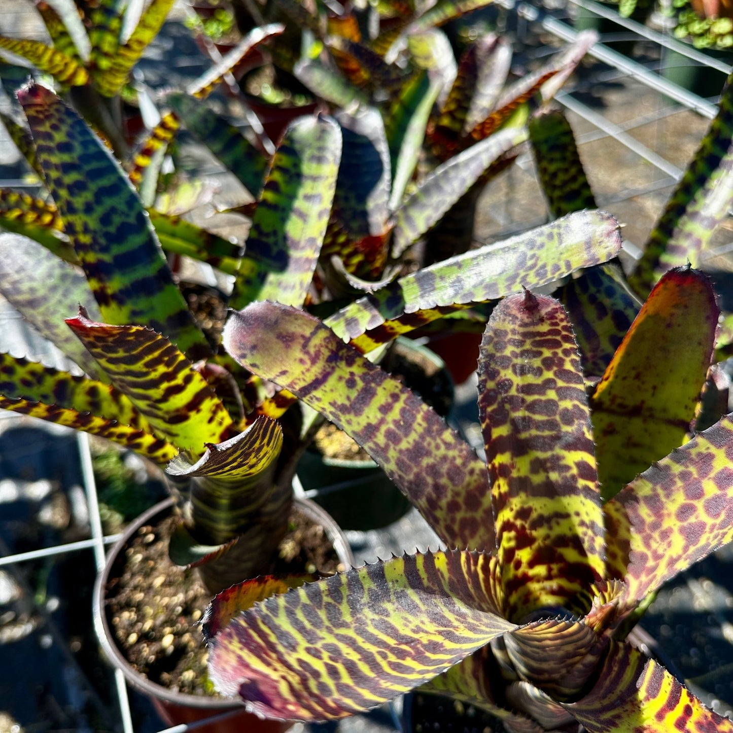 Neoregelia 'Hannibal Lecter' - Rainforest Flora