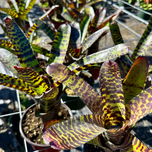 Neoregelia 'Hannibal Lecter' - Rainforest Flora