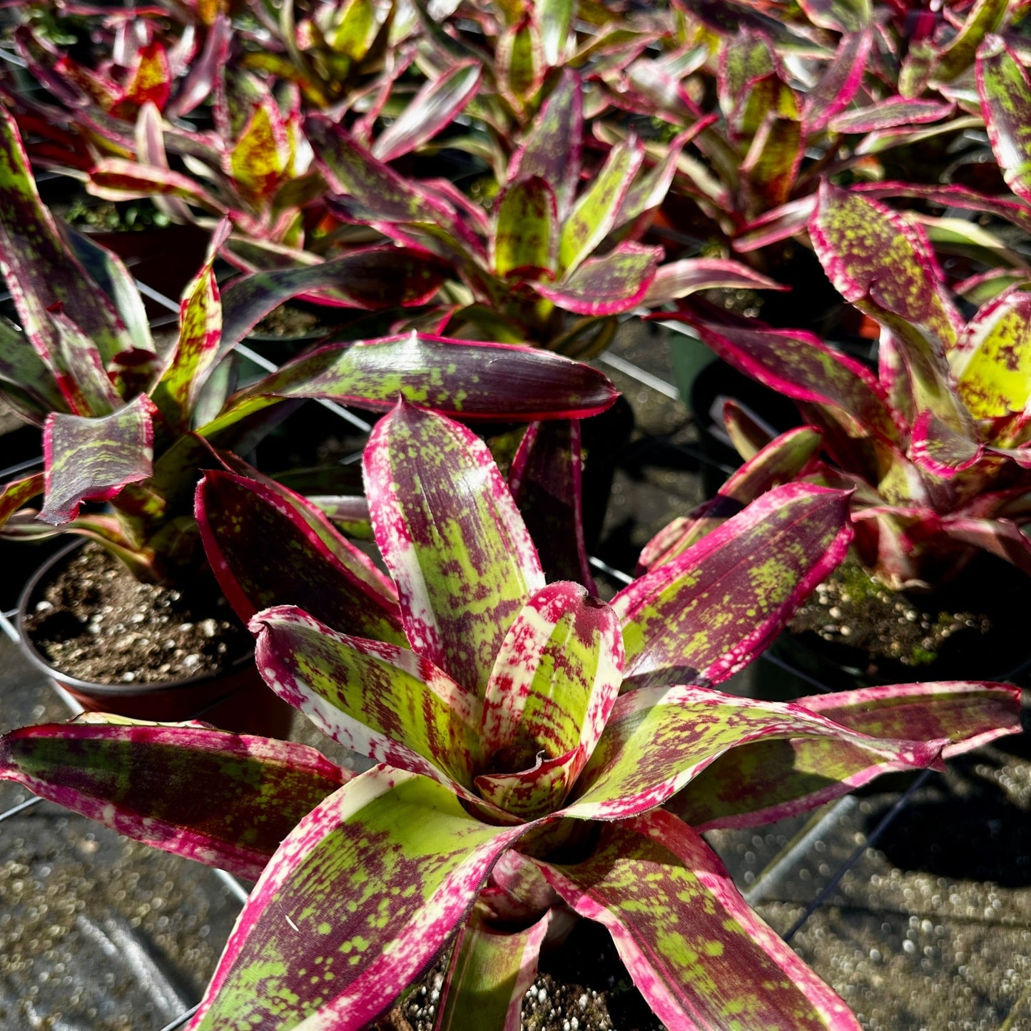 Neoregelia 'Jeannie' - Rainforest Flora