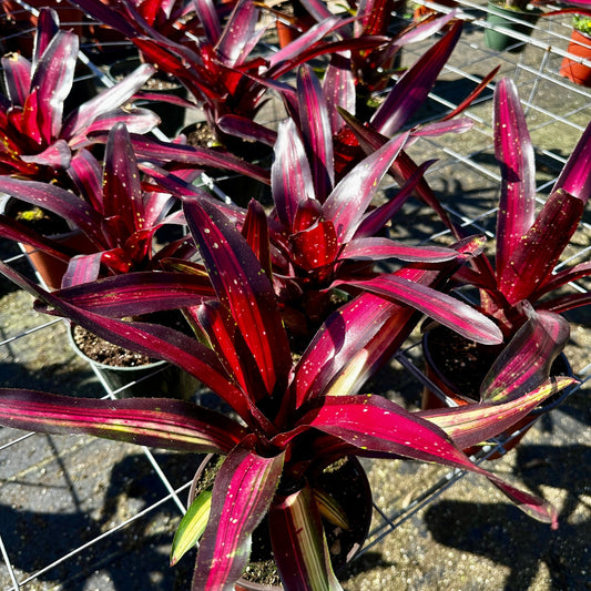 Neoregelia 'Margaret' - Rainforest Flora