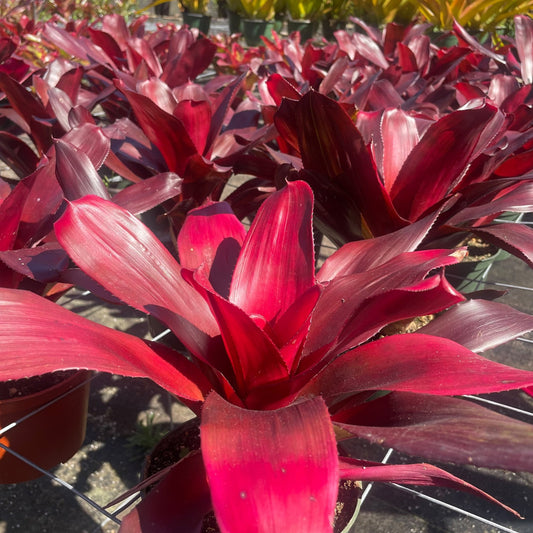 Neoregelia 'Maria' - Rainforest Flora