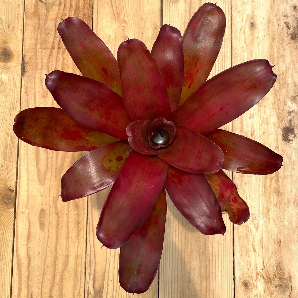Neoregelia 'Medium Rare' - Rainforest Flora
