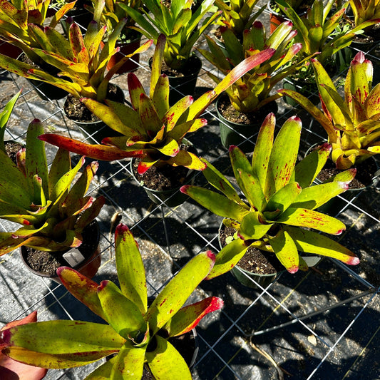 Neoregelia olens x compacta - Rainforest Flora