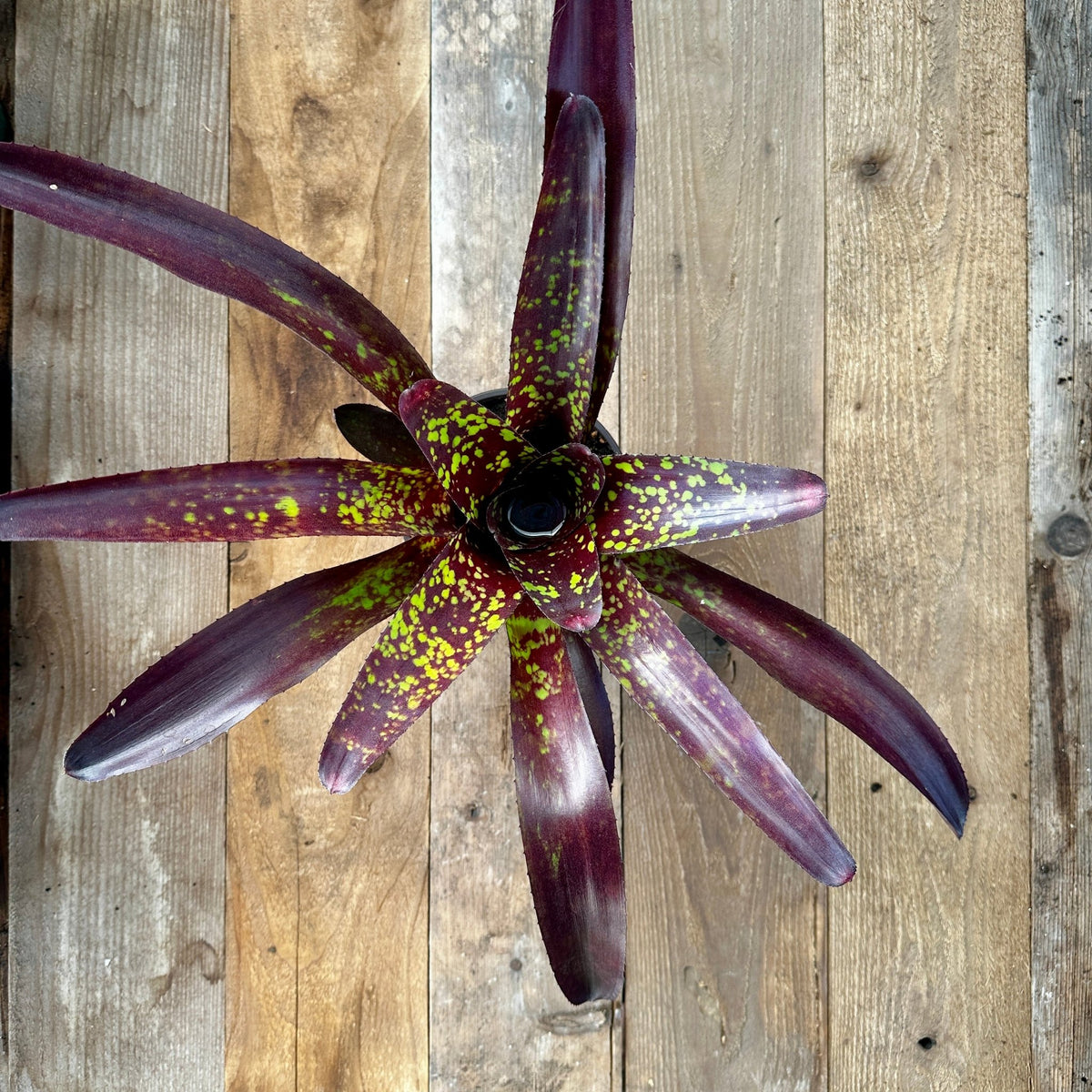 Neoregelia 'Osser' Big Spot - Rainforest Flora