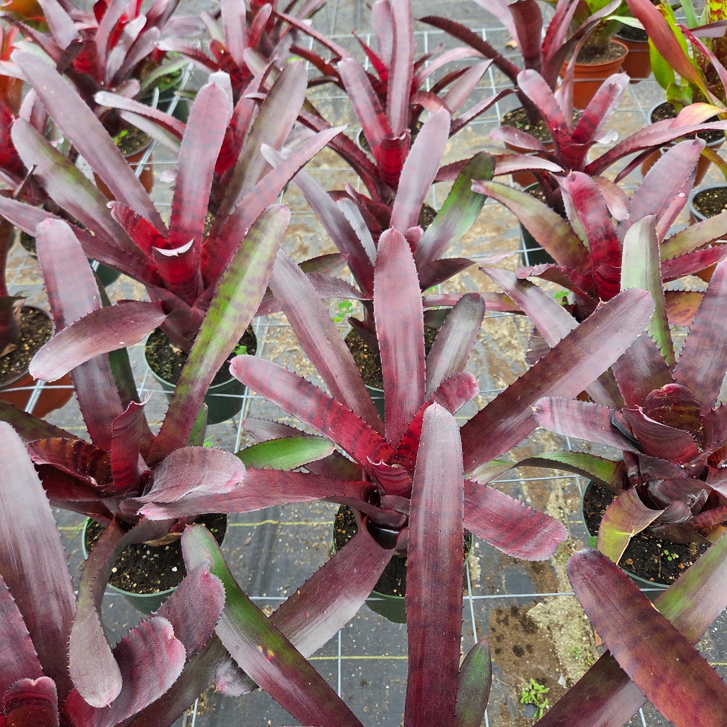 Neoregelia 'Red Tiger' - Rainforest Flora