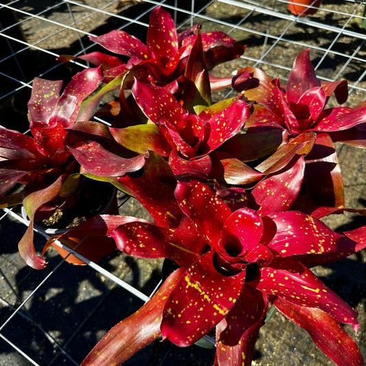 Neoregelia 'Treasure Royale' - Rainforest Flora