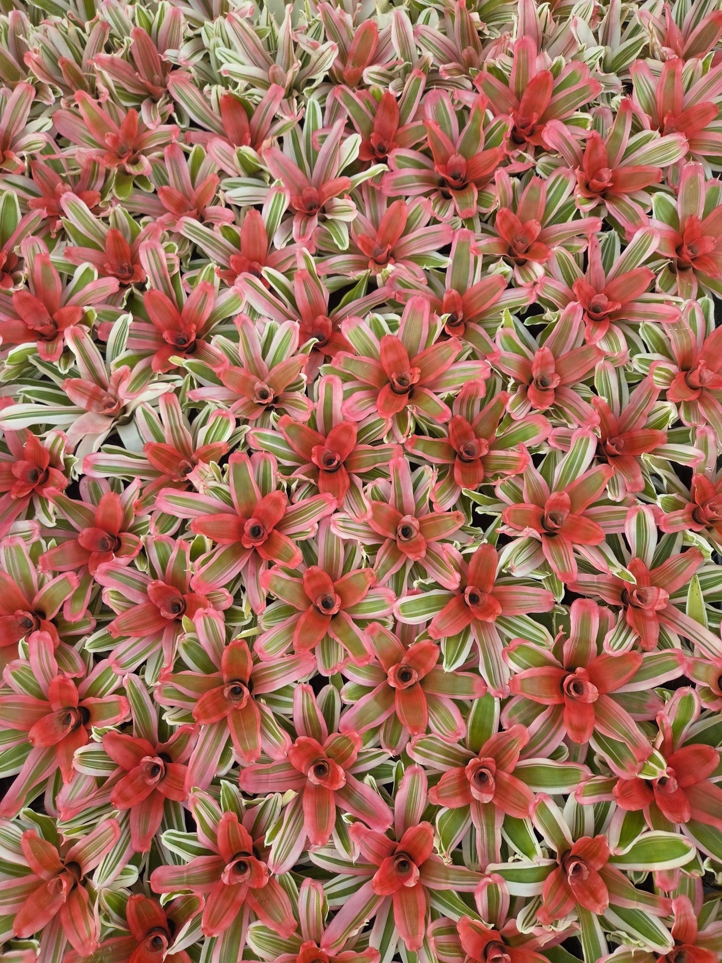 Neoregelia 'Van Durme' - Rainforest Flora