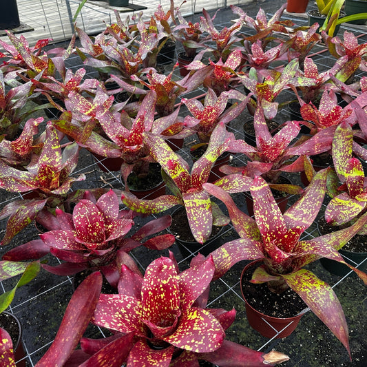 Neoregelia 'Walking Tall' (N. 'Small World' x N. unknown) - Rainforest Flora Group shot of multiple Neoregelia 'Walking Tall' plants with round rosettes of wide glossy leaves flushed bright red with yellow spots, on a wire grid outside