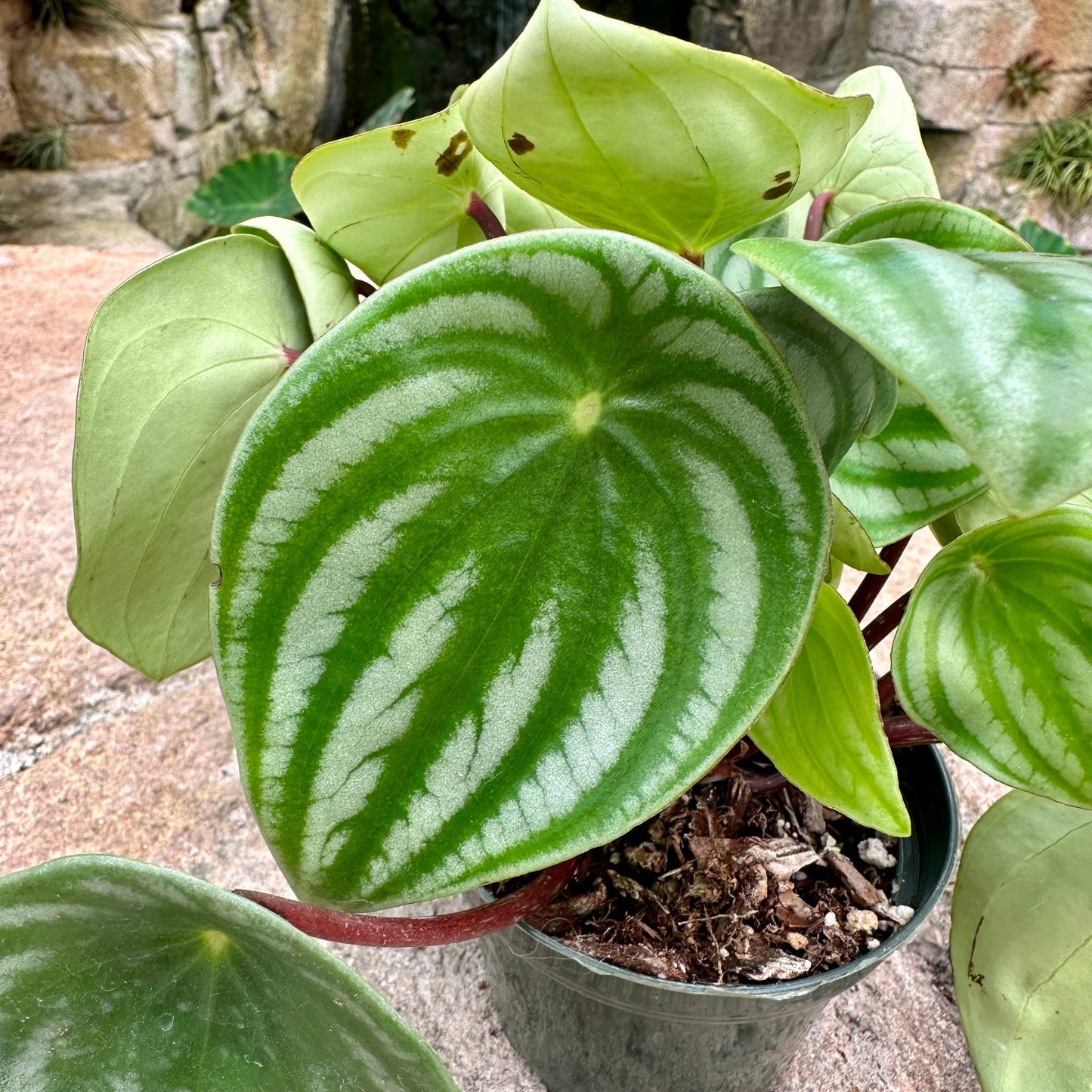 Peperomia argyreia - Watermelon Peperomia - Rainforest Flora