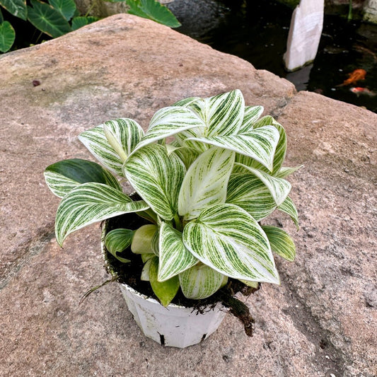 Philodendron ‘Birkin’ - Rainforest Flora