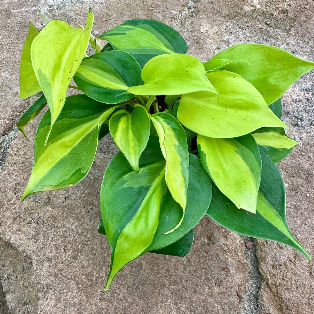 Philodendron cordatum ‘Brasil’ - Rainforest Flora