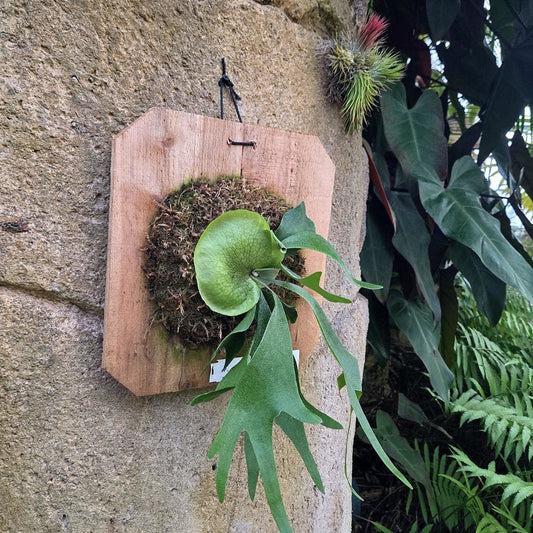 Platycerium Alcicorne (Staghorn Fern) - Rainforest Flora