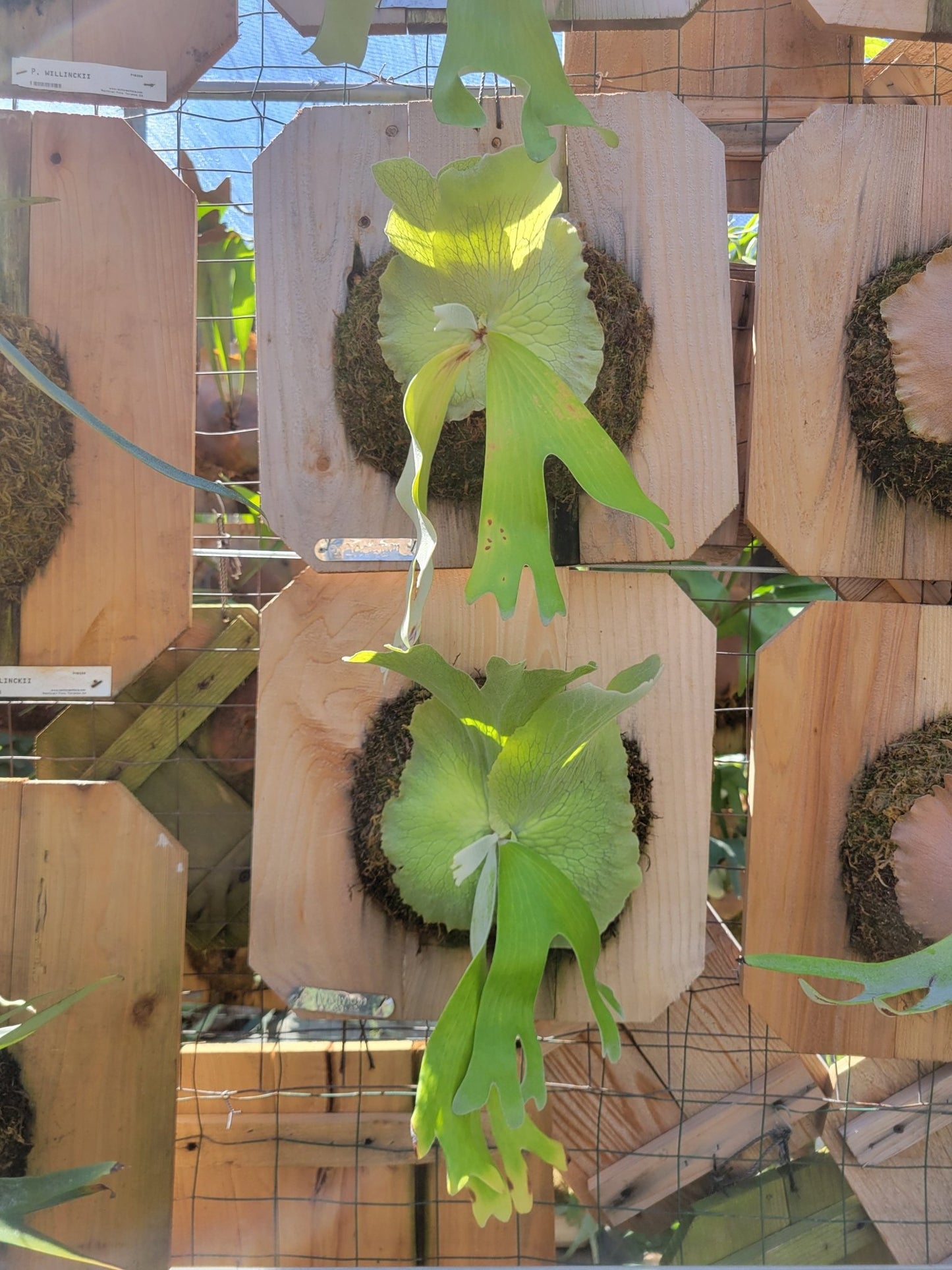Platycerium andinum (Staghorn fern) - Rainforest Flora