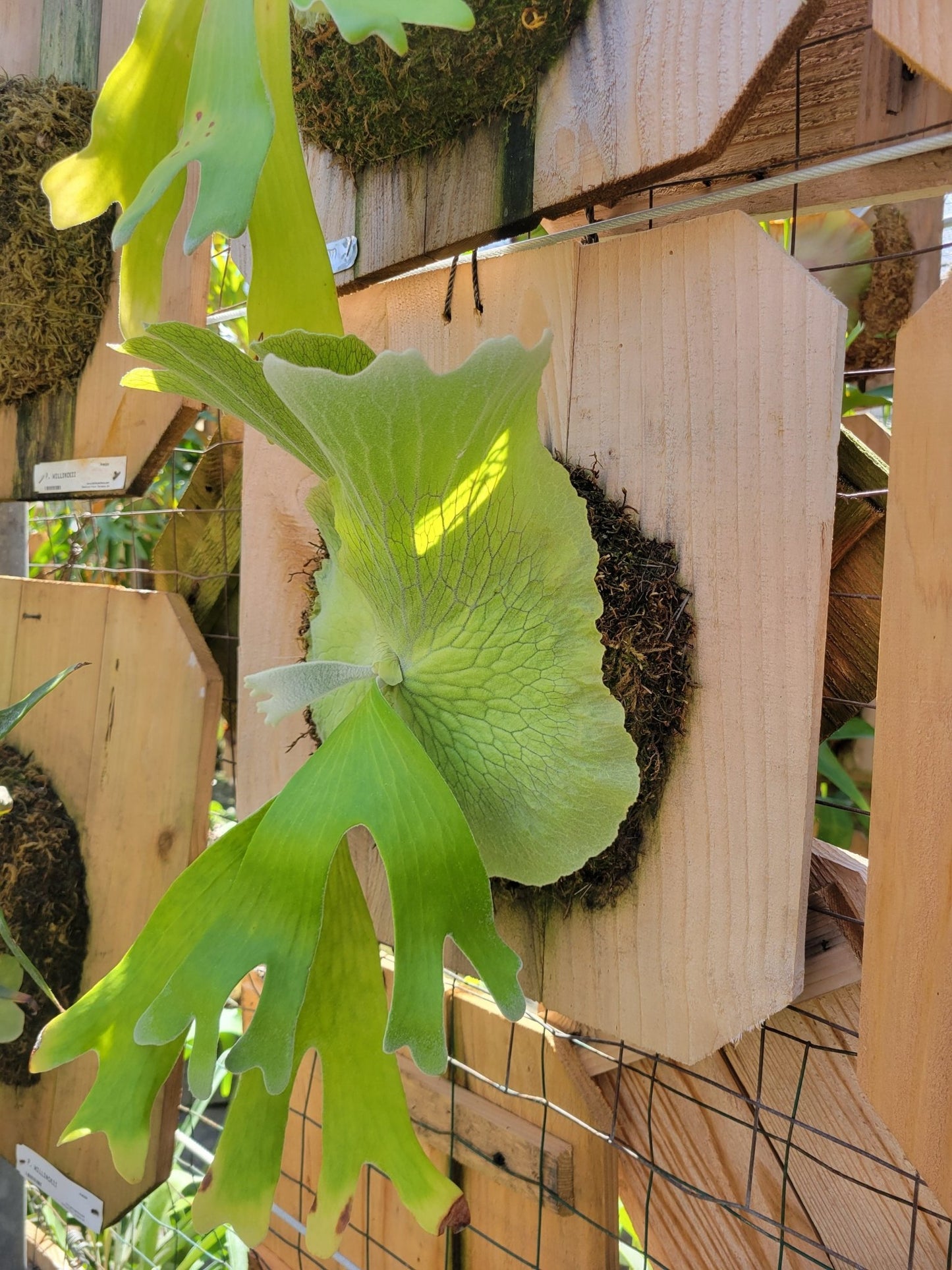 Platycerium andinum (Staghorn fern) - Rainforest Flora
