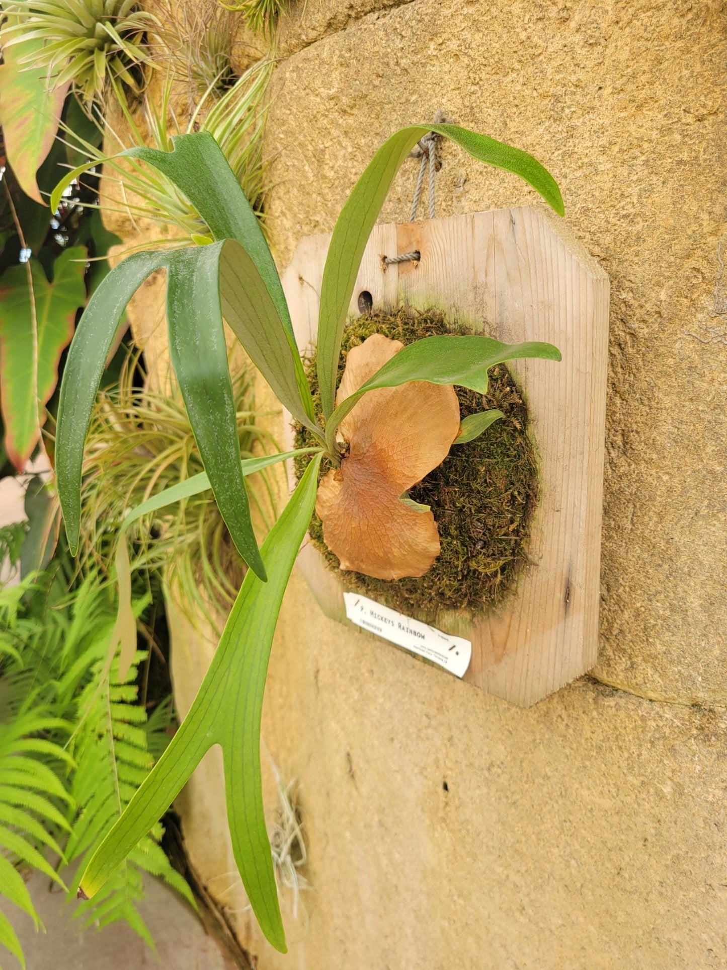 Platycerium bifurcatum 'Mickey's Rainbow' (Staghorn fern) - Rainforest Flora