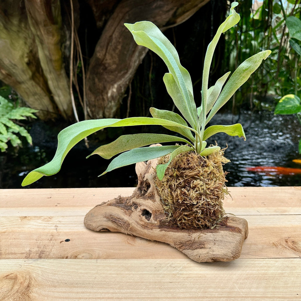 Platycerium bifurcatum ‘Netherlands’ Mounted on Grapewood (Staghorn Fern) - Rainforest Flora