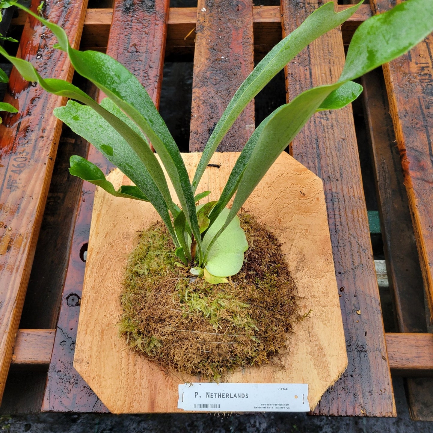 Platycerium bifurcatum 'Netherlands' (Staghorn fern) - Rainforest Flora