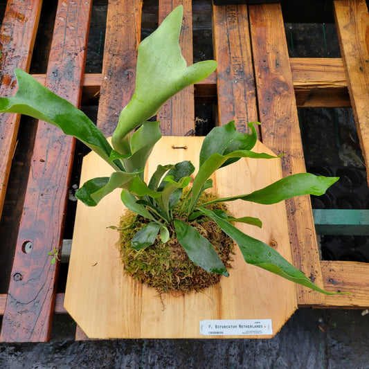 Platycerium bifurcatum 'Netherlands' (Staghorn fern) - Rainforest Flora