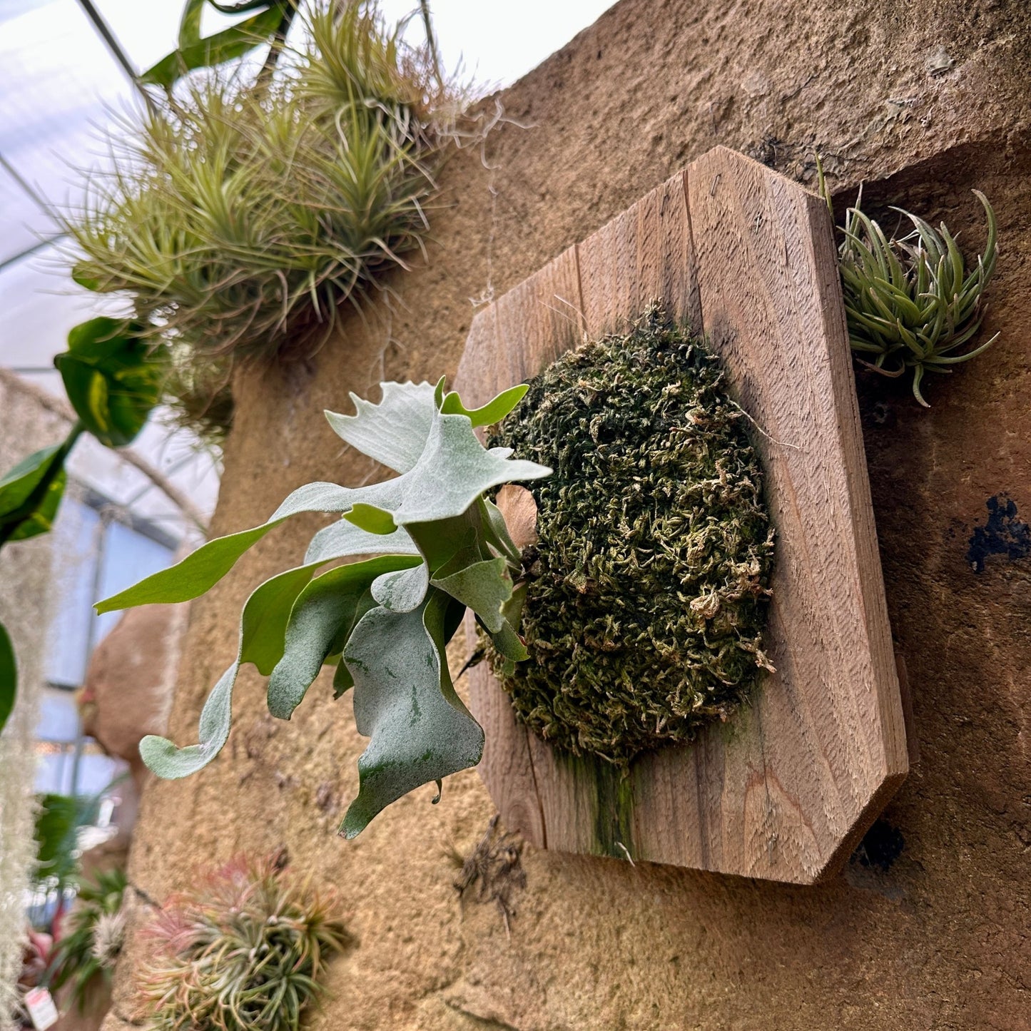 Platycerium 'Geisha' (Staghorn fern) - Rainforest Flora