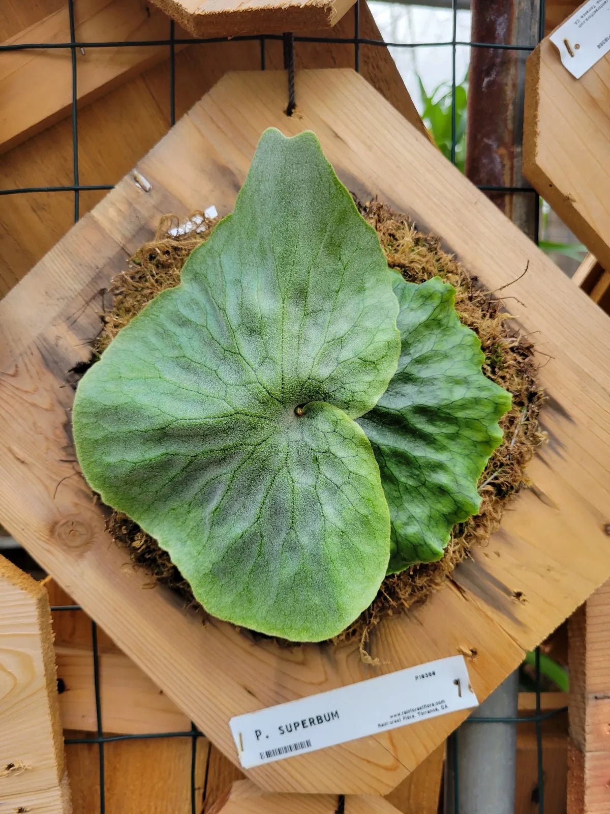 Platycerium superbum (Staghorn fern) - Rainforest Flora