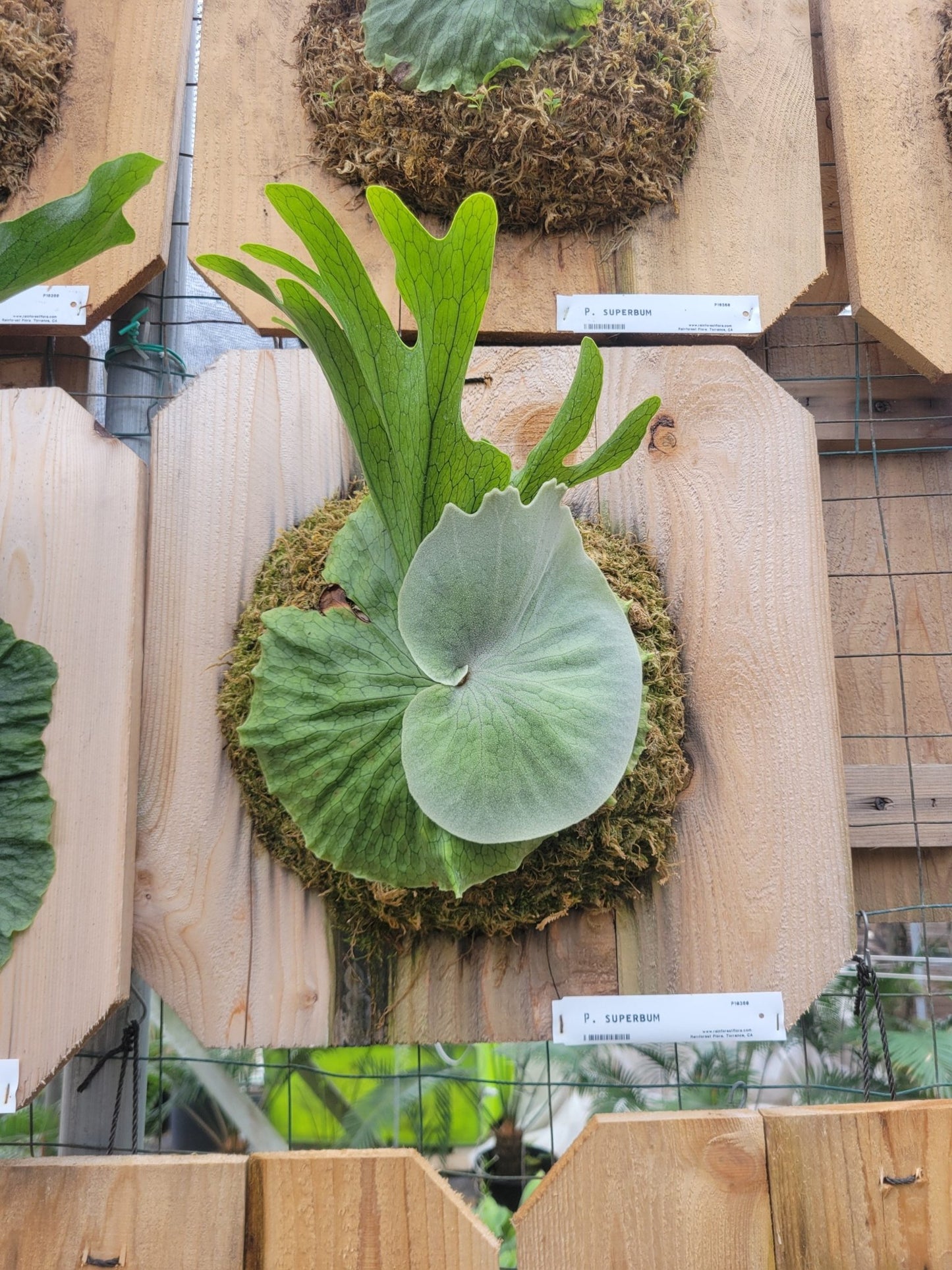 Platycerium superbum (Staghorn fern) - Rainforest Flora