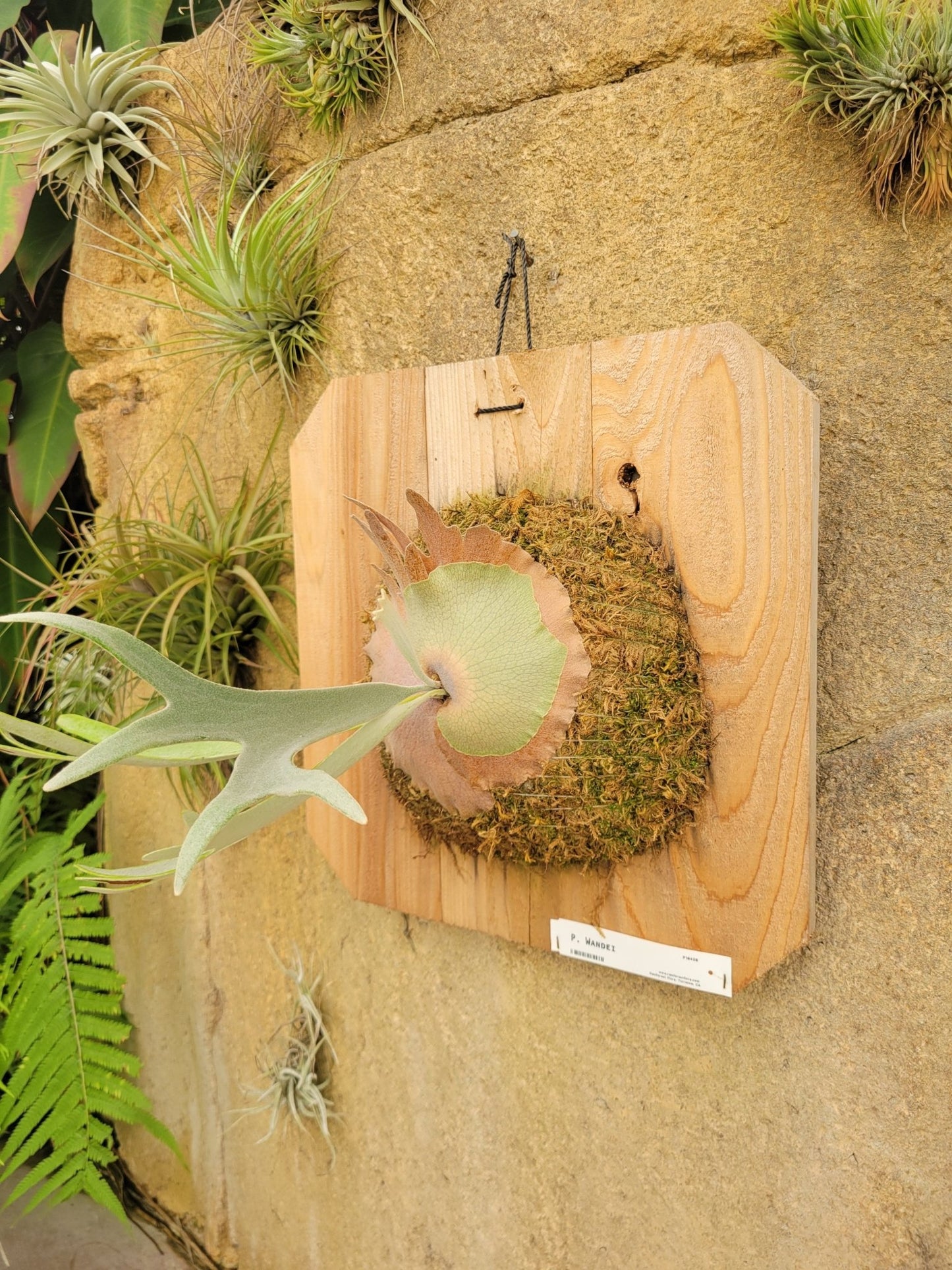 Platycerium wandae (Staghorn fern) - Rainforest Flora