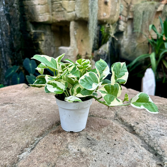 Pothos N’Joy - Rainforest Flora