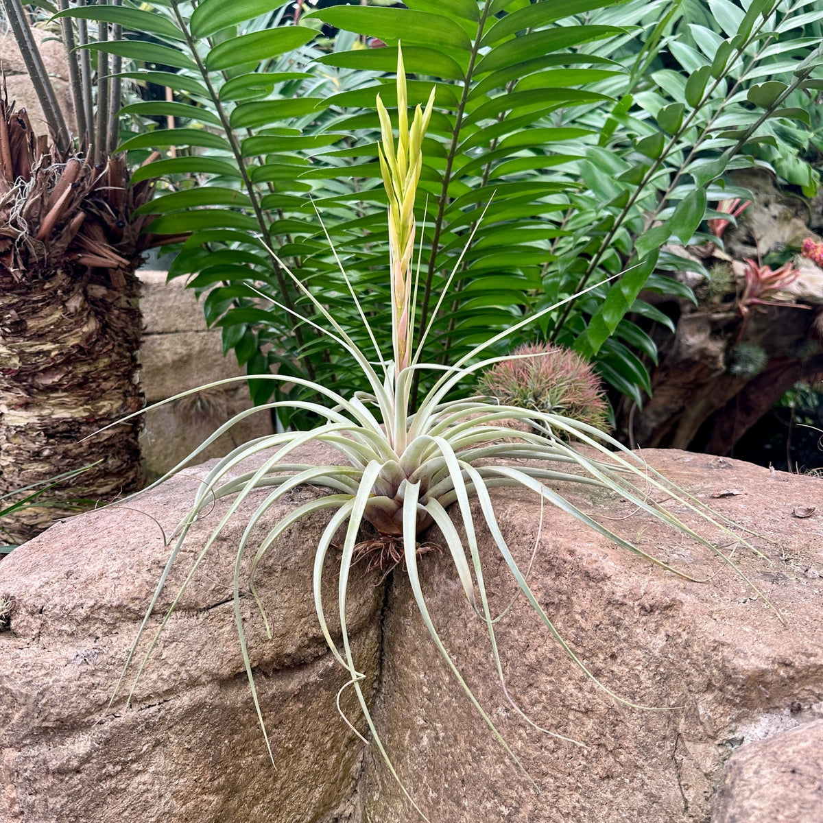 Specimen 29, One Available - Rainforest Flora
