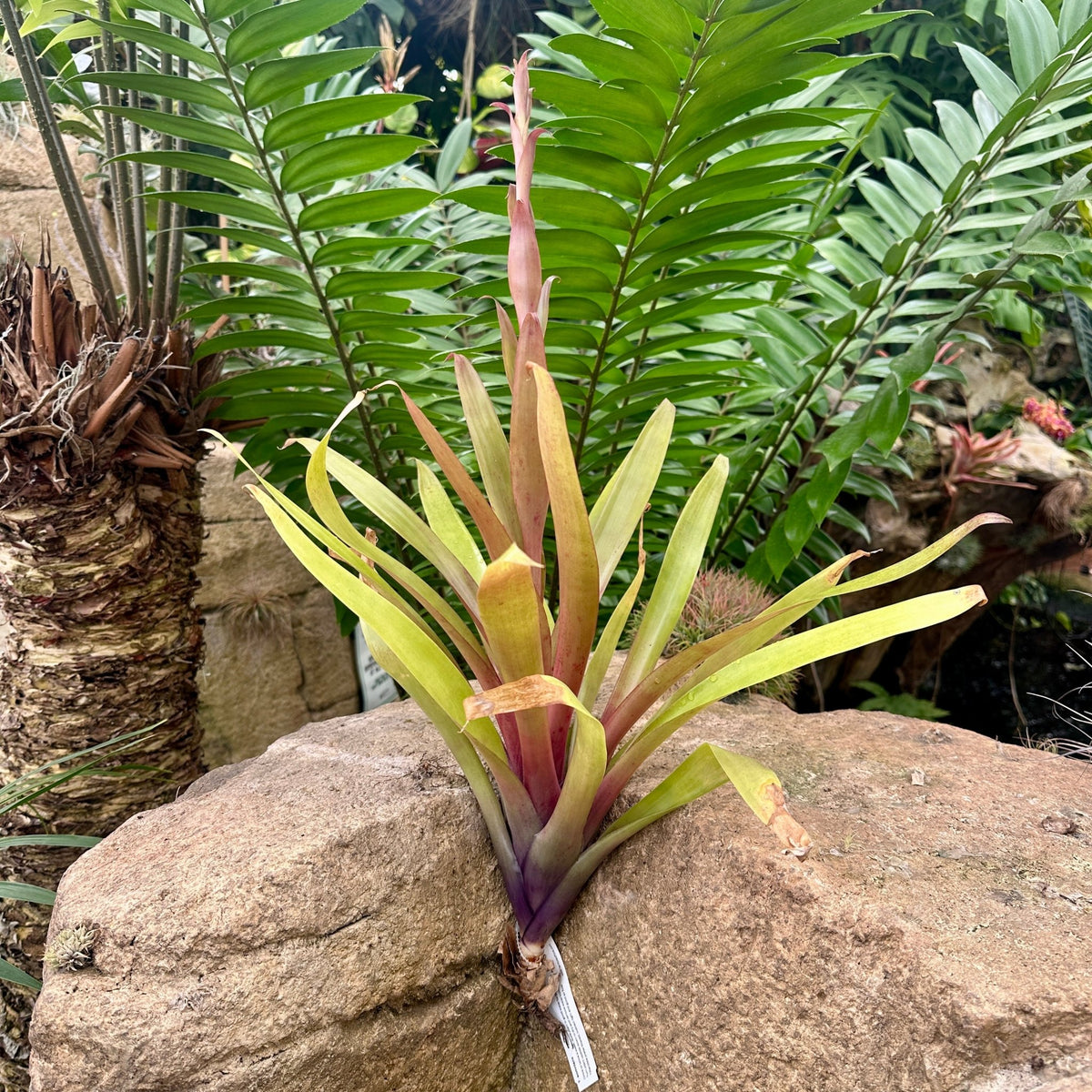 Specimen 31, One Available - Rainforest Flora