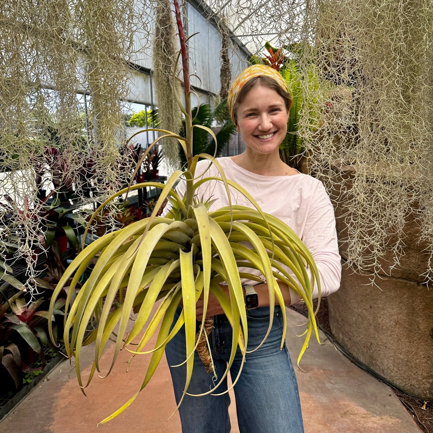 Specimen 7, One Available - Rainforest Flora