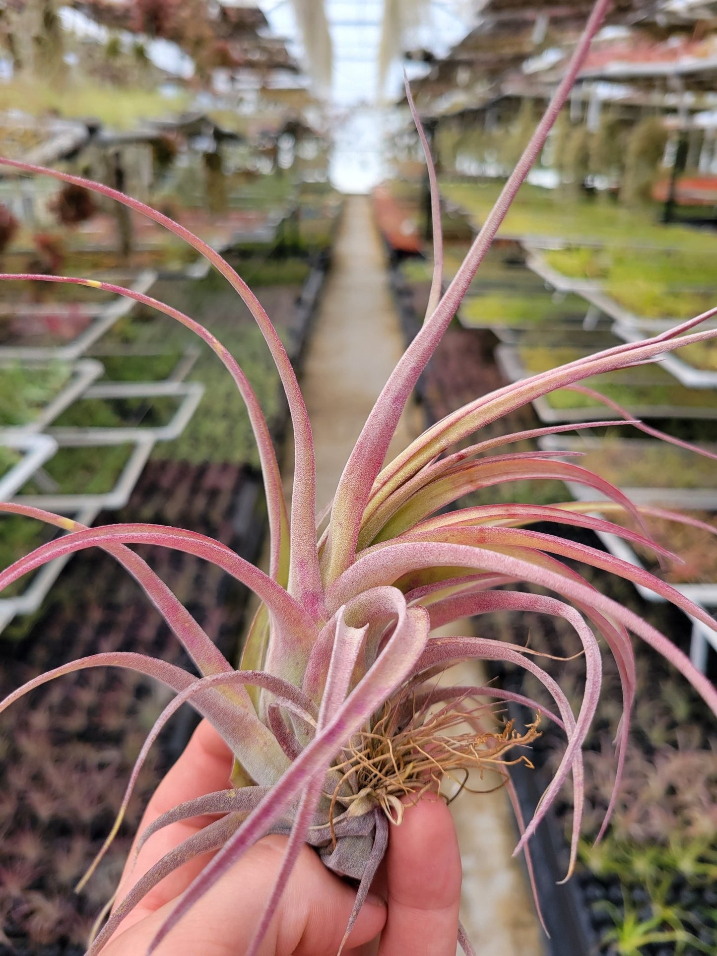 Tillandisa 'Eric Knobloch' - Rainforest Flora